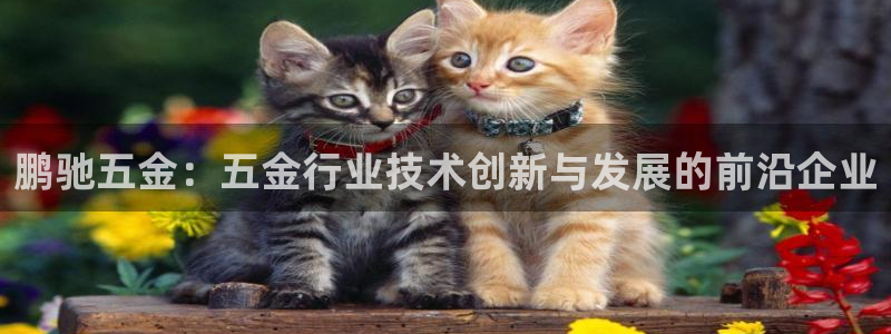 天宏娱乐董事长简介